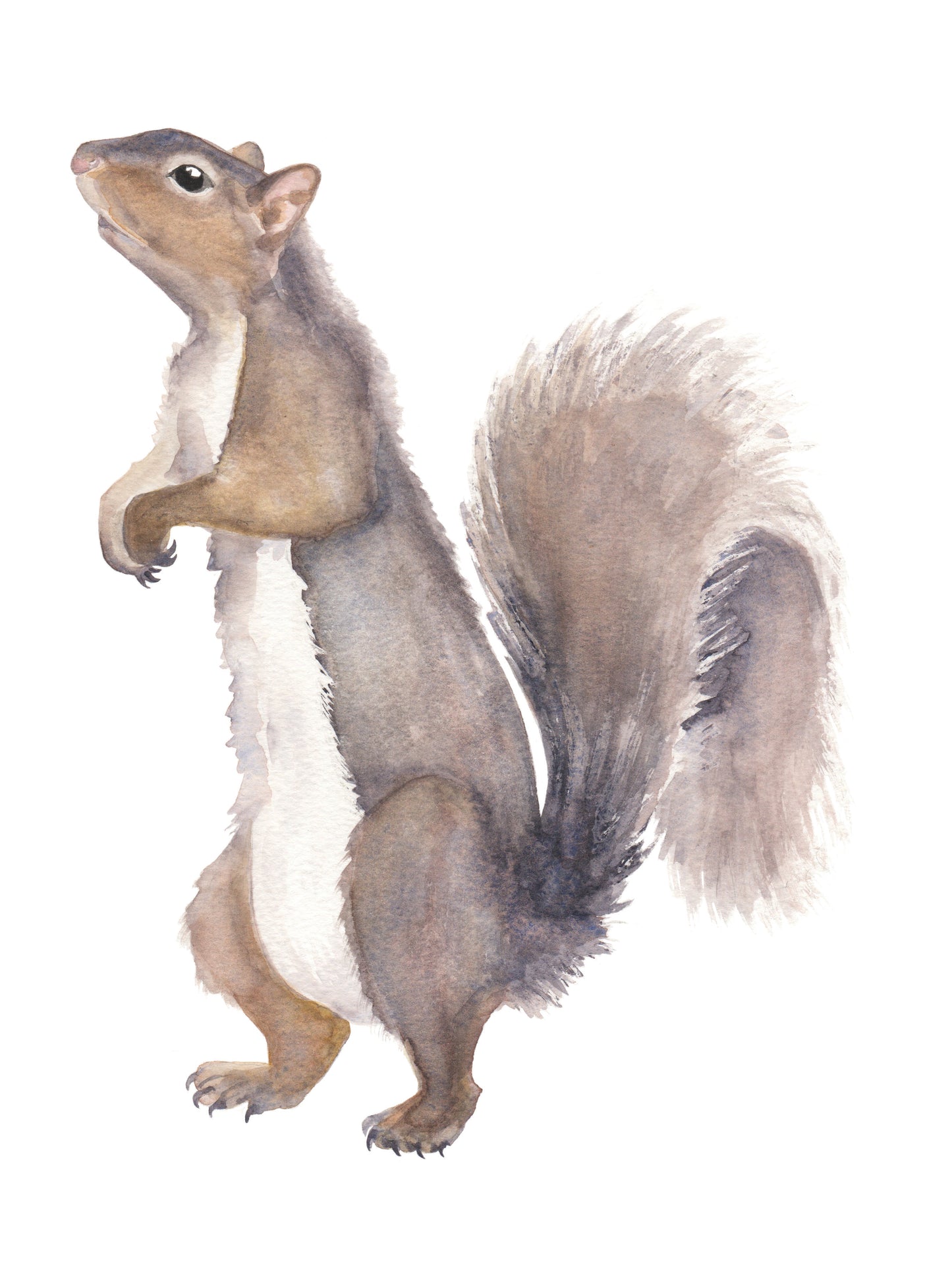 Grey Squirrel Watercolor