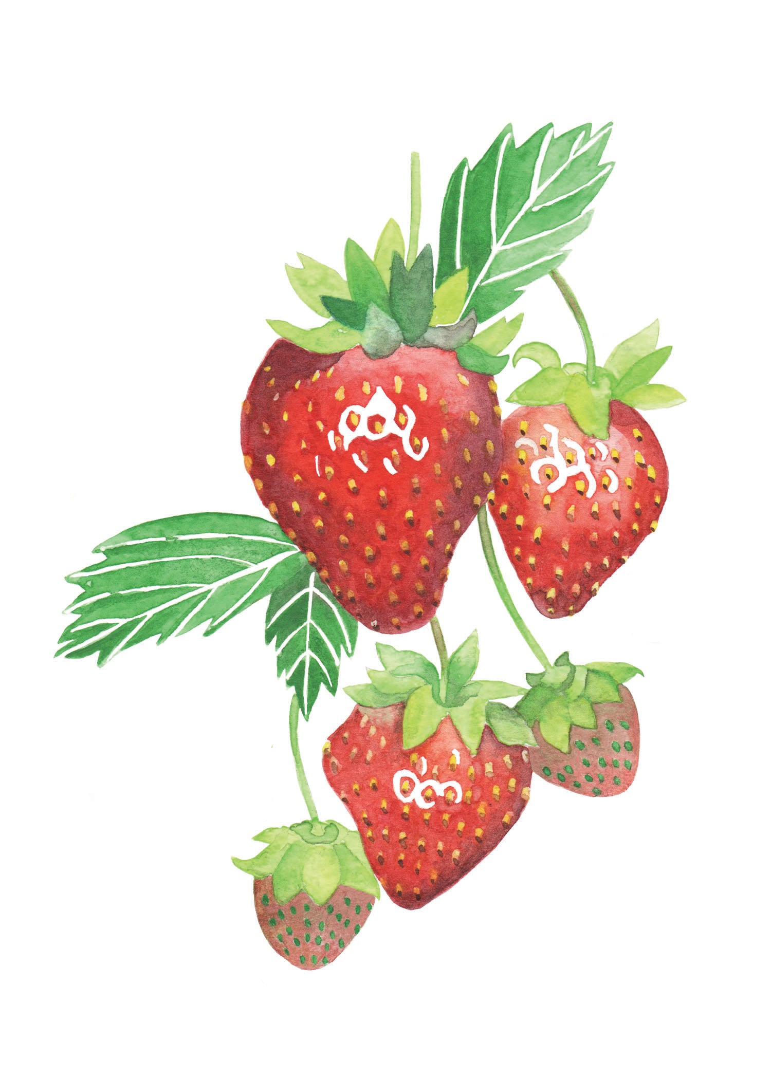 watercolor painting of strawberries on the vine.