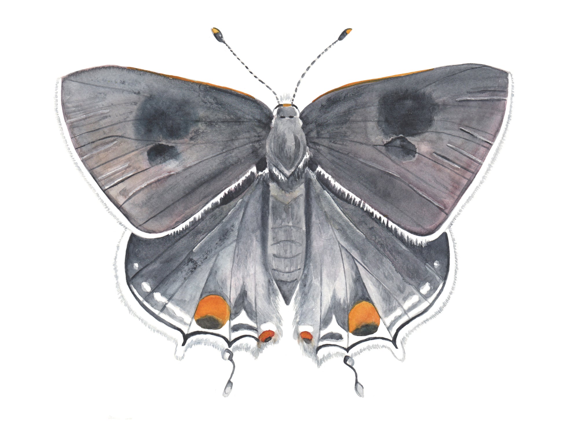 watercolor painting of a grey hairstreak butterfly