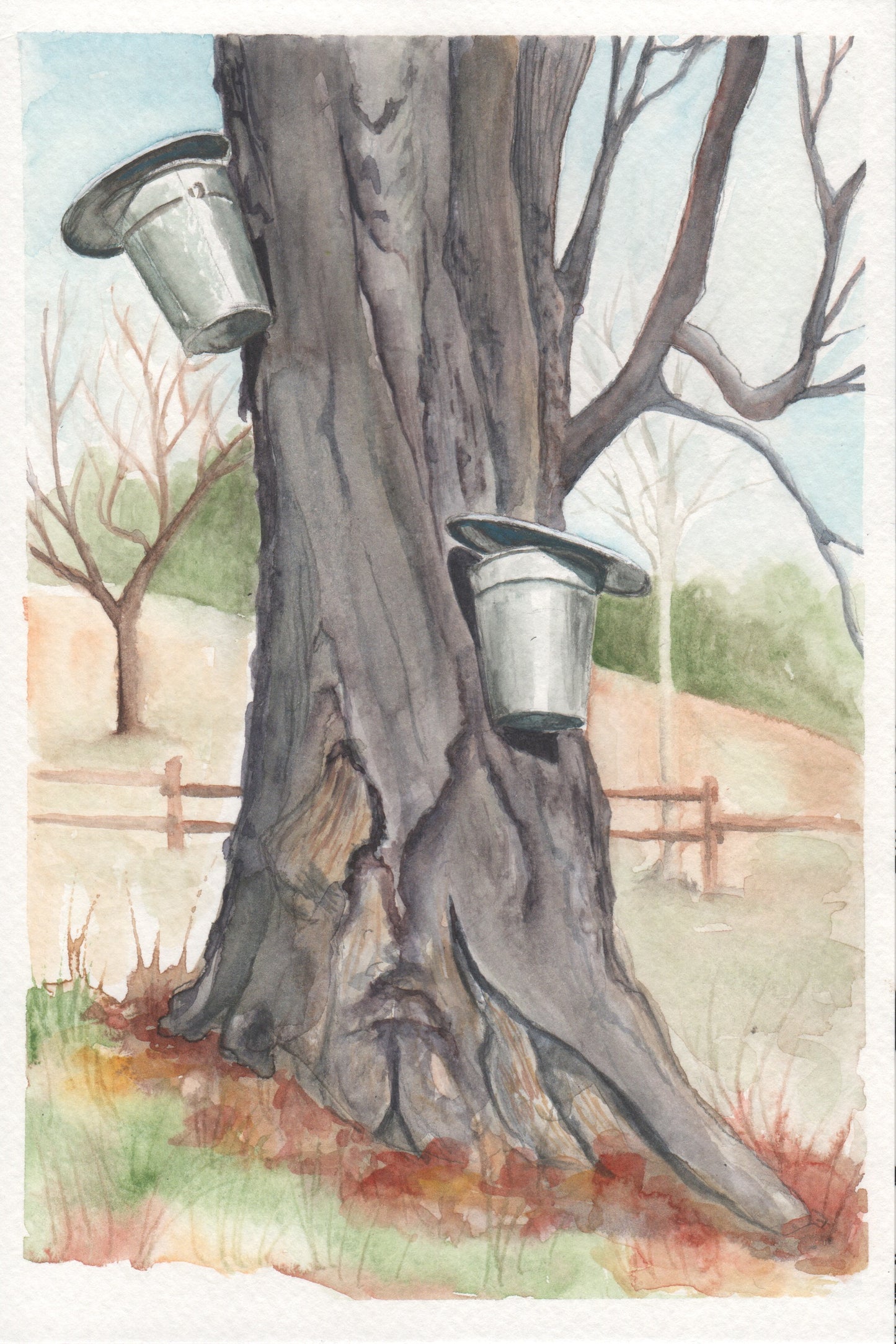 watercolor painting of maple tree with two sap buckets.